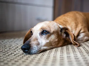 Kidney Stones in Dogs: Signs, Causes & Treatments (Vet Answer)