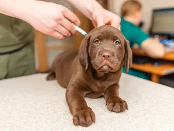 First Vaccines For Puppies: Our Vet's Guide on Initial Vaccinations