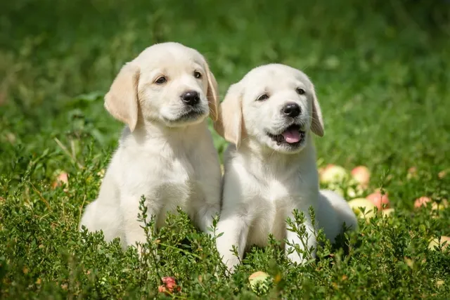 Labrador Retriever Puppies for Sale in UK: Breeders List
