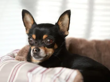 How Big Is a Chihuahua's Brain? Vet Approved Facts & FAQ