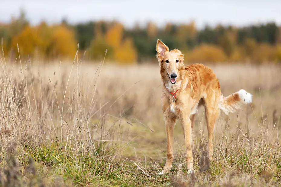 red young borzoi dog in the field