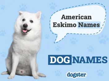 200 Popular & Unique American Eskimo Dog Names: Ideas for Adorably Fluffy Dogs