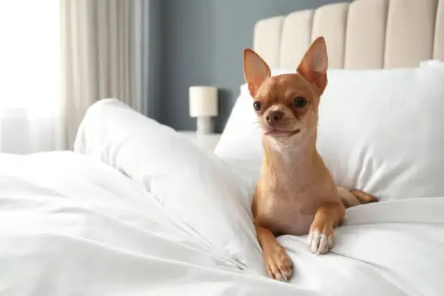 Why Do Dogs Dig in Their Beds? Vet-Reviewed Sleeping Rituals