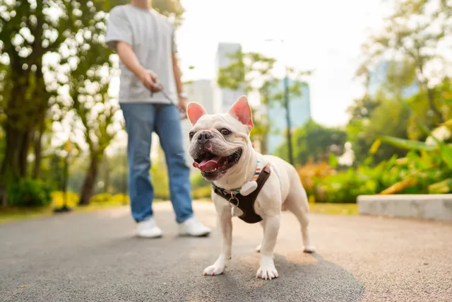 Easy Walk Harness: Instructions & Selecting the Right Type