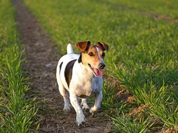 9 Off-Leash Dog Parks in Bend, OR You Can Visit in 2026