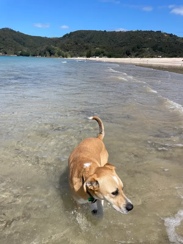 Mac in the ocean