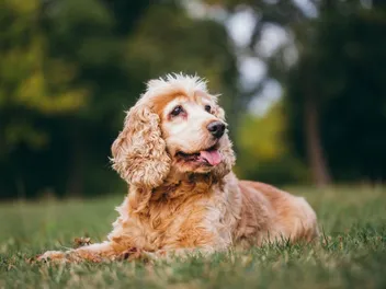 10 Benefits of Adopting a Senior Dog: Giving Them a Second Chance