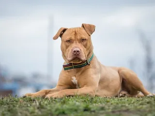 Positive Stories About a 175-Pound "Pit Bull" Only Damage the Breed's Reputation