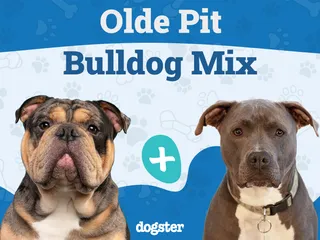 Olde Pit Bulldogge Breed Guide: Info, Pictures & Care Guide