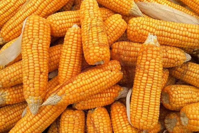 Is Corn in Dog Food Bad? Vet Approved Ingredient Guide