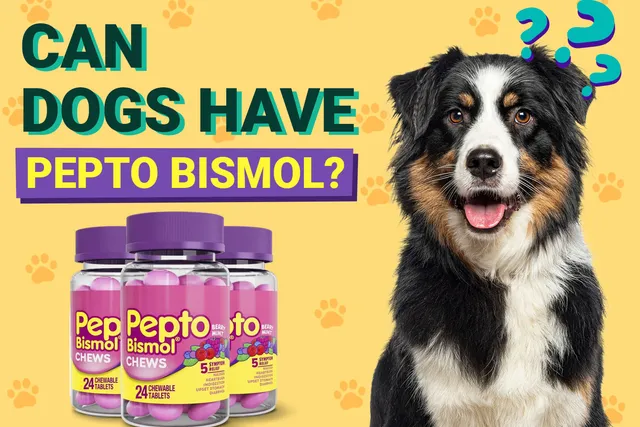 Can Dogs Have Pepto Bismol? Our Vet Explains Its Uses, Side Effects & Risks