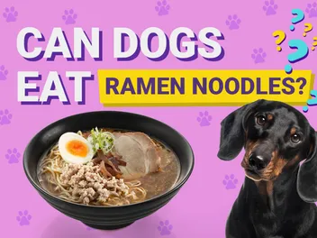 Can Dogs Eat Ramen Noodles? Vet-Verified Nutrition Facts & Risks