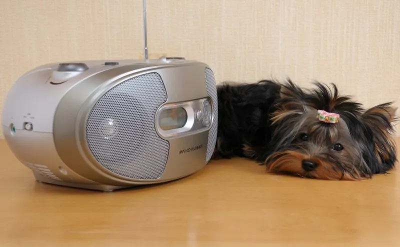 puppy yorkshire terrier listening to radio