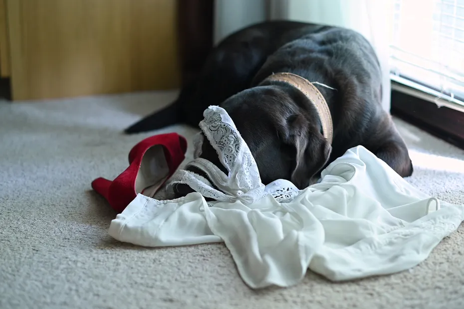 dog lying on the floor covered in dress and underwear