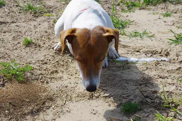 My Dog Is Throwing Up Blood, What Do I Do? Facts & FAQ (Vet Answer)