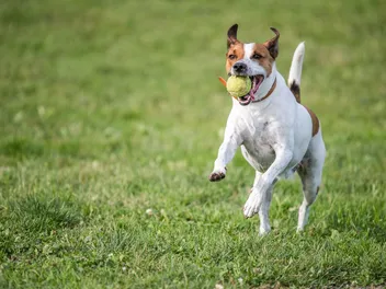 How to Teach Your Dog to Fetch in 4 Vet-Verified Steps