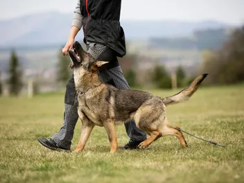 How to Train a German Shepherd: Expert Tips & Tricks (Vet-Approved)