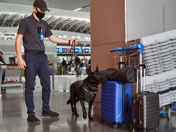Can a Dog Detect Electronics? Canine Capabilities Explored