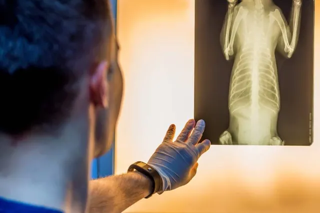 5 Tips to Prepare Your Dog for a Stomach X-Ray: Vet Approved Advice