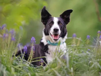 Short-Haired Border Collie Dog Breed: Info, Pictures, Care & Facts