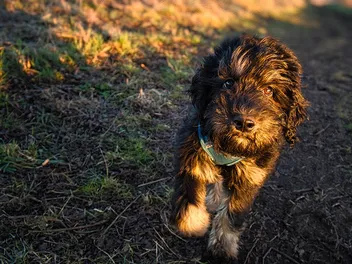 Black Mini Goldendoodle: Info, Pictures, History & Origin