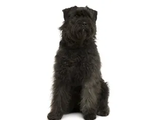 Bouvier des Ardennes Dog Breed: Info, Pictures, Care & Traits