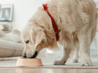 Dog Nutrition: 6 Vet-Approved Essential Nutrients They Need