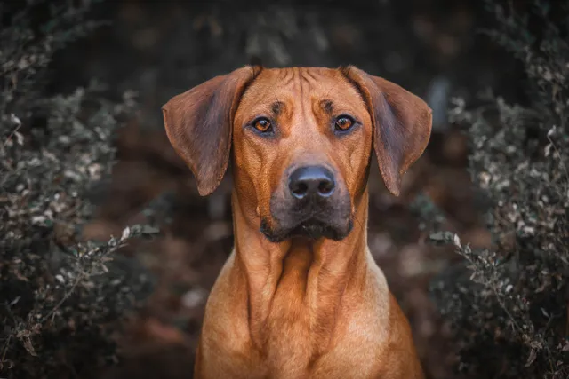 16 Different Rhodesian Ridgeback Mixes (With Pictures)