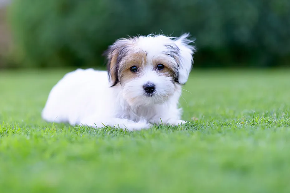 havamalt puppy