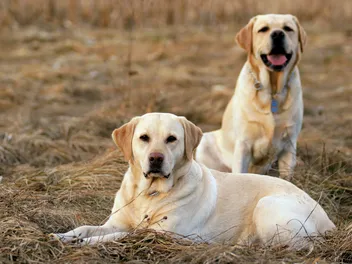 11 Great Guard Dogs for a First-Time Dog Owner (With Pictures)