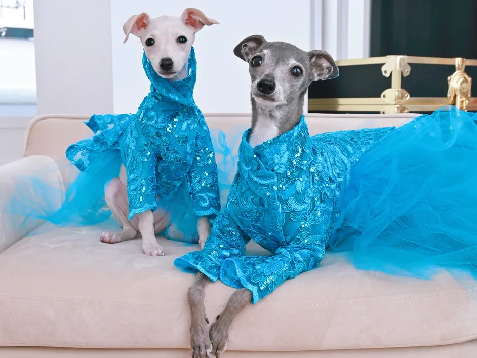 Two Italian greyhounds wearing matching blue sequined dresses on a sofa