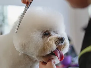 9 Dog Grooming Expos in 2026 - Location & Info