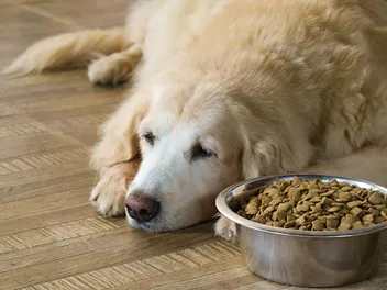 How to Diagnose Food Allergies in Dogs: Signs to Look For (Vet Answer)