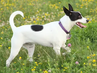 Rat Terrier Dog Breed: Info, Pictures, Care & More