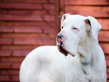 White Great Dane: Info, Pictures, Origin & History