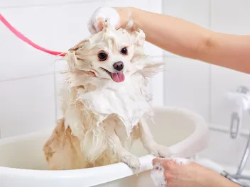 9 Best Medicated Dog Shampoos for Skin Allergies in 2026 - Reviews & Top Picks