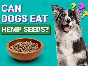 Can Dogs Eat Hemp Seeds? Vet-Verified Facts & FAQ