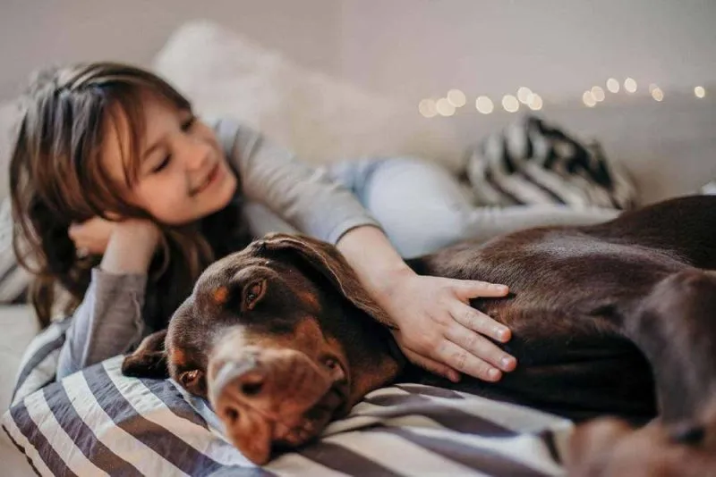 young girl with brown doberman dog