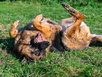 9 Vet-Reviewed Signs Your Dog Doesn’t Like You: What to Watch Out For
