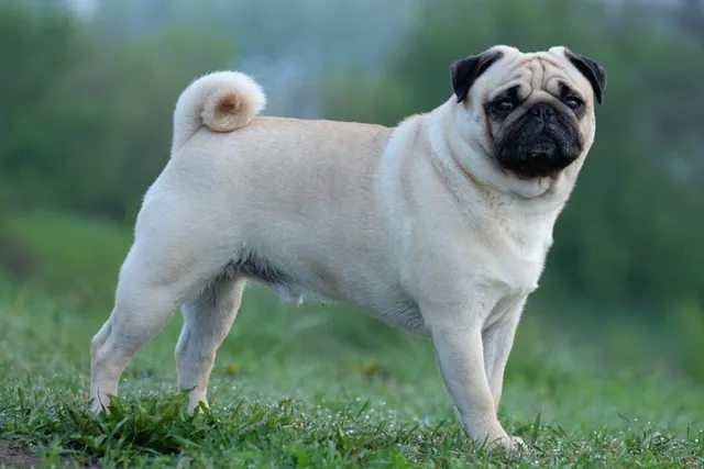 Why Do Pugs Have Curly Tails? 4 Possible Reasons