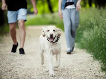 10 Ways to Provide Mental Stimulation for a Dog: Vet-Approved Advice