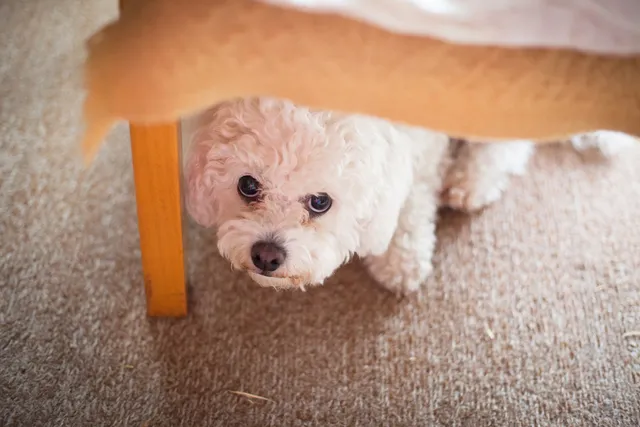 Why Is My Dog Hiding? 8 Vet-Verified Causes & How to Stop It