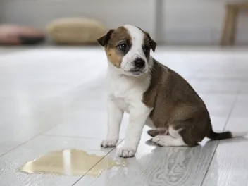 How to Get Dog Pee Smell & Stains Out of Wood Furniture: 4 Simple Methods
