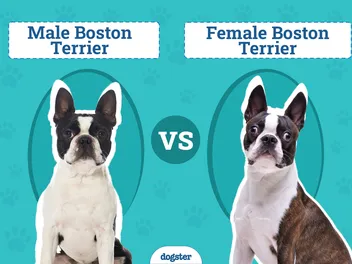 Male vs Female Boston Terriers: The Differences (With Info & Pictures)