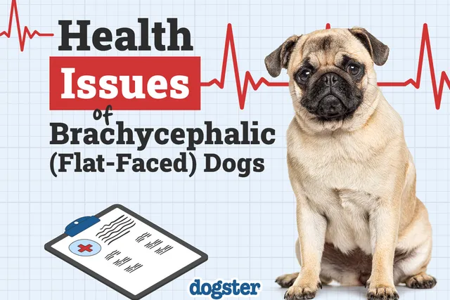 Brachycephalic (Flat-Faced) Dogs: 7 Health Problems (Vet Answer)