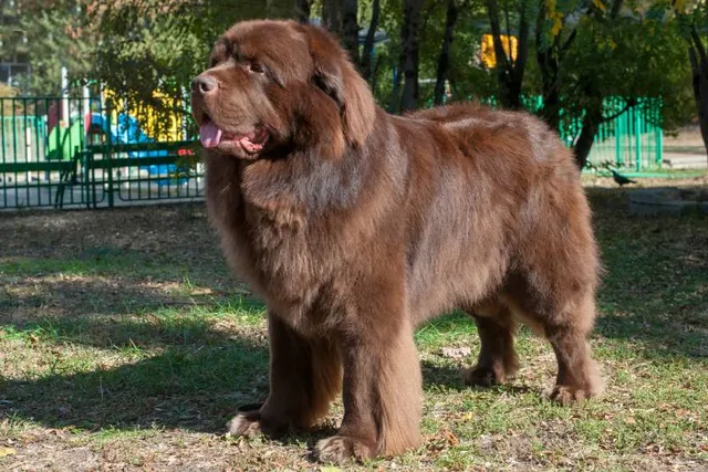 Brown Newfoundland Dog: Info, Pictures, Origin & More