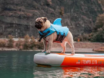 Can a Pug Swim? Vet-Reviewed Facts & Safety Tips for Your Pup