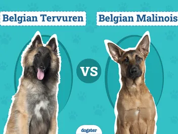 Belgian Tervuren vs Malinois: Differences Explained (With Pictures)