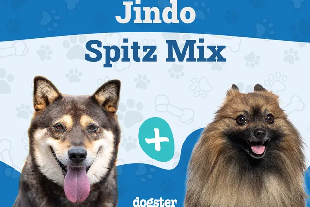 Jindo Spitz Mix: Info, Pictures, Care & More