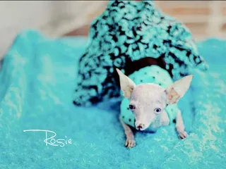 Rosie the Inbred Chihuahua: Remembering Her Incredible Story